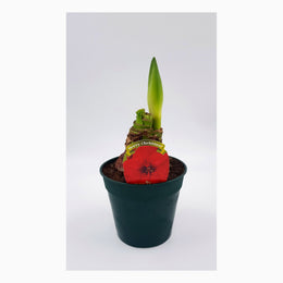 Hippeastrum Merry Christmas 2-3 kn.