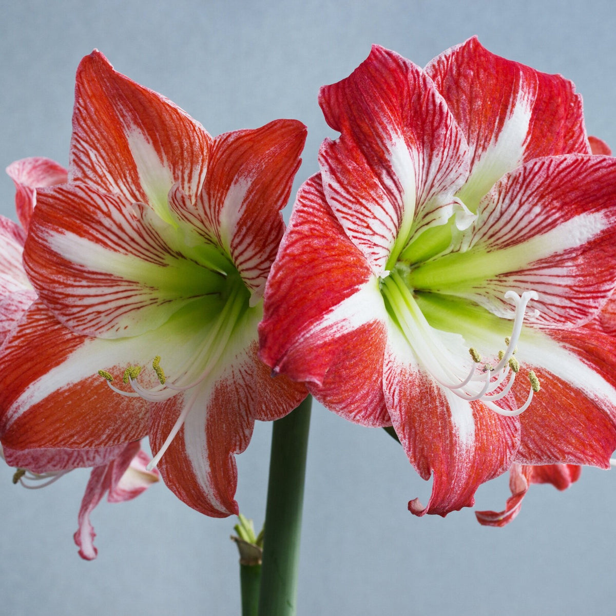 Hippeastrum Minerva 2-3 kn.