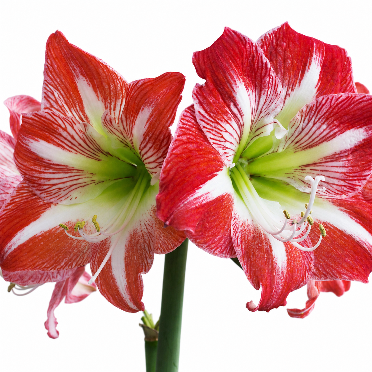 Hippeastrum Minerva 2-3 kn.