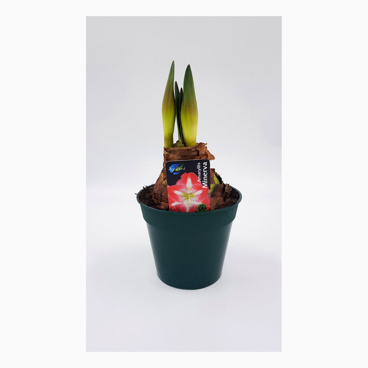 Hippeastrum Minerva 2-3 kn.