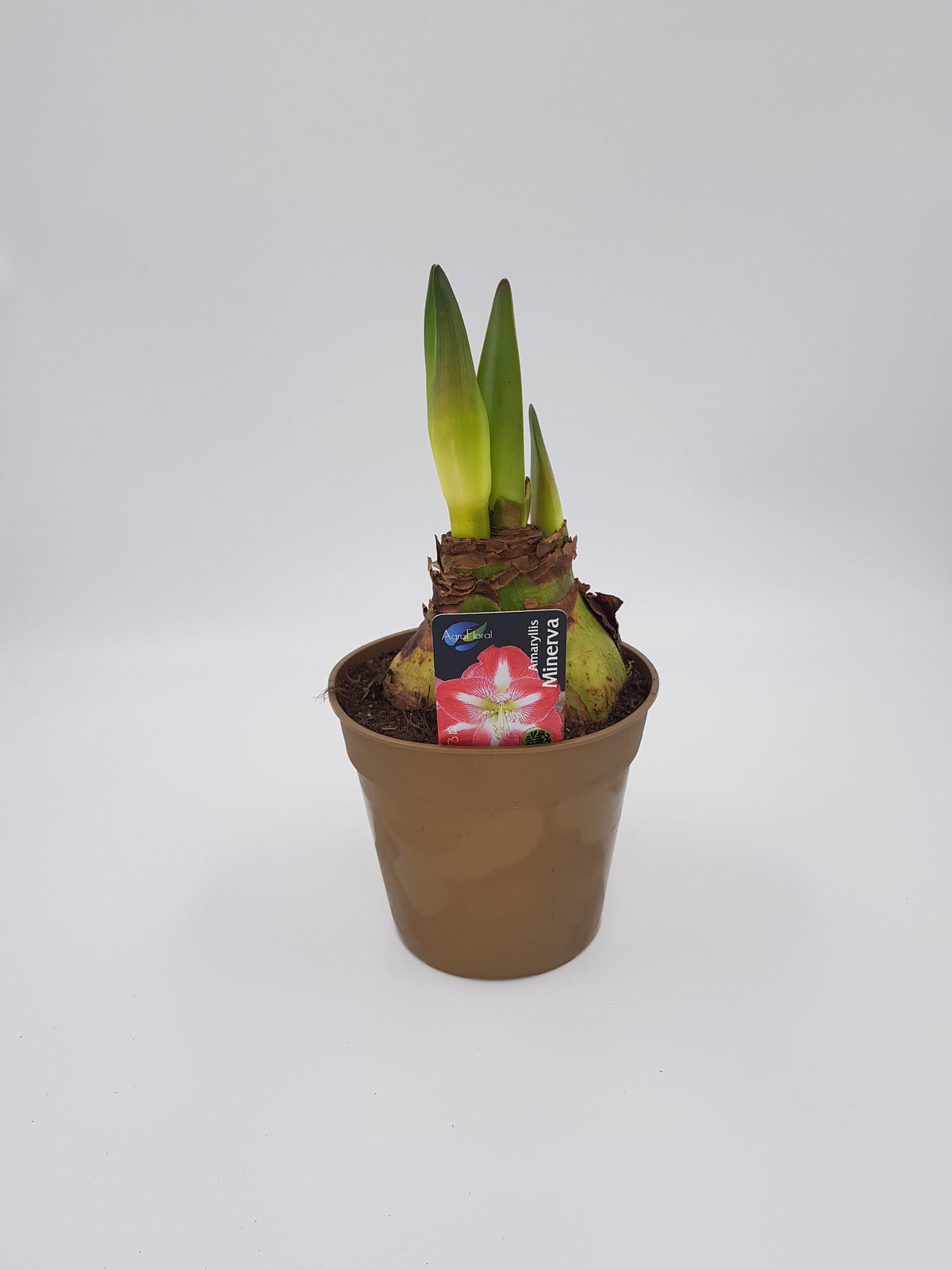 Hippeastrum Minerva jumbo
