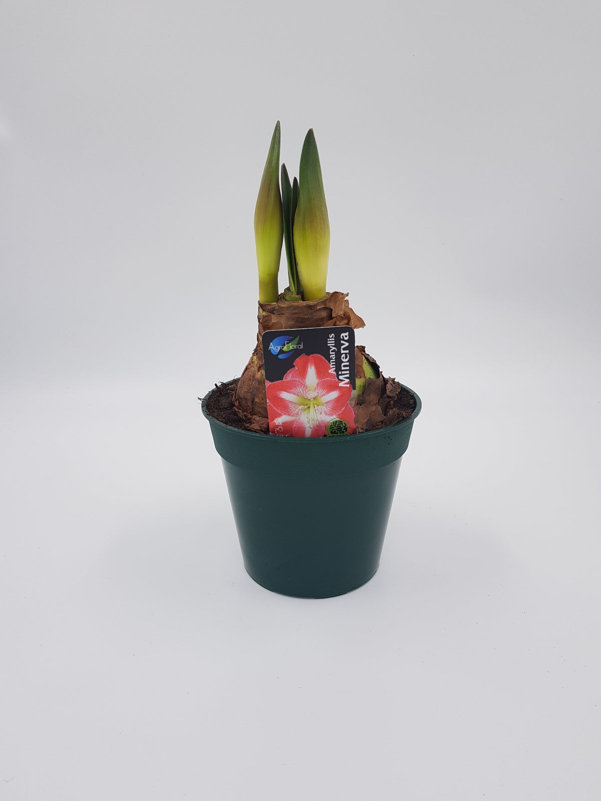 Hippeastrum Minerva 2-3 kn.