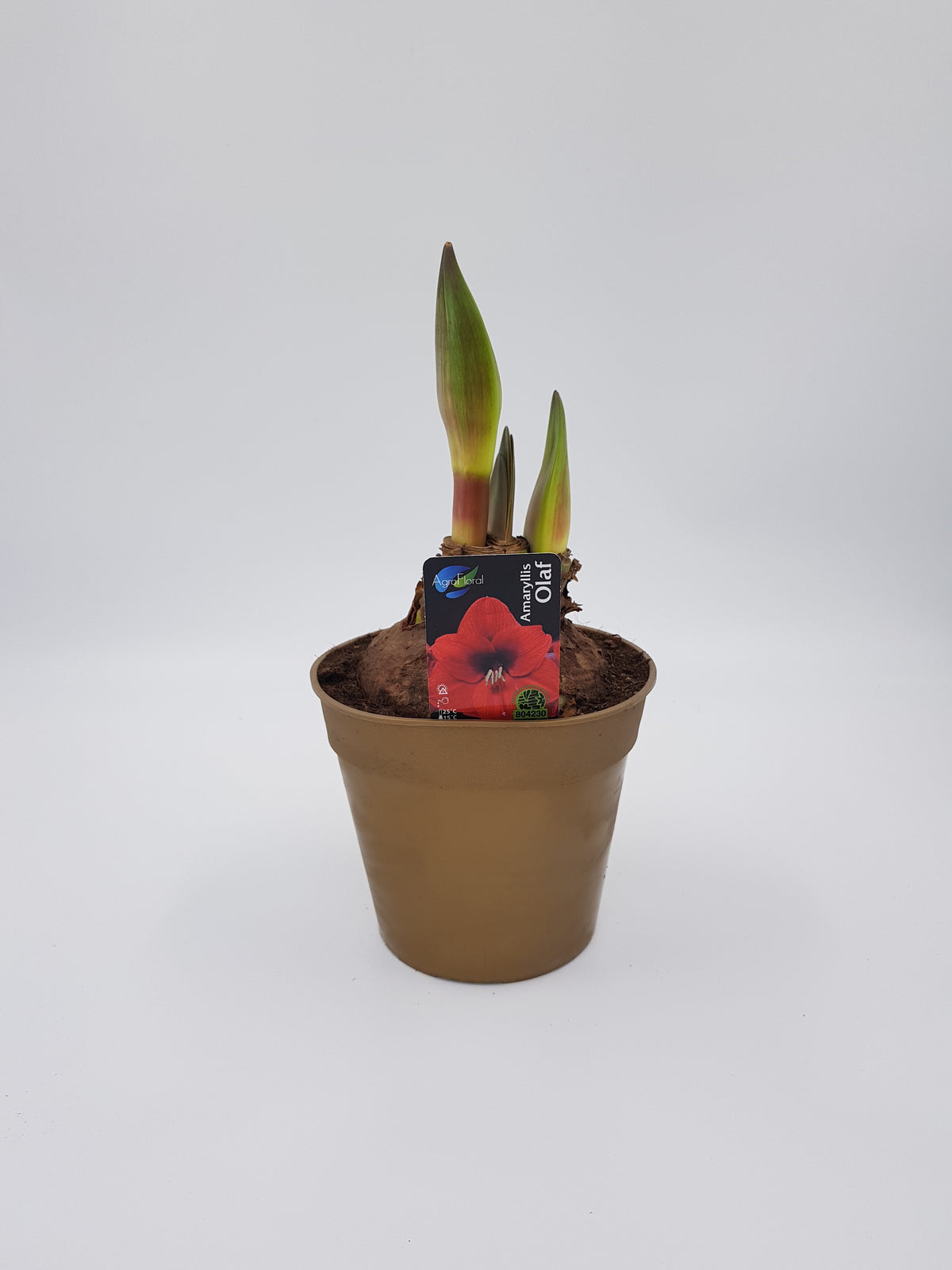 Hippeastrum Olof jumbo