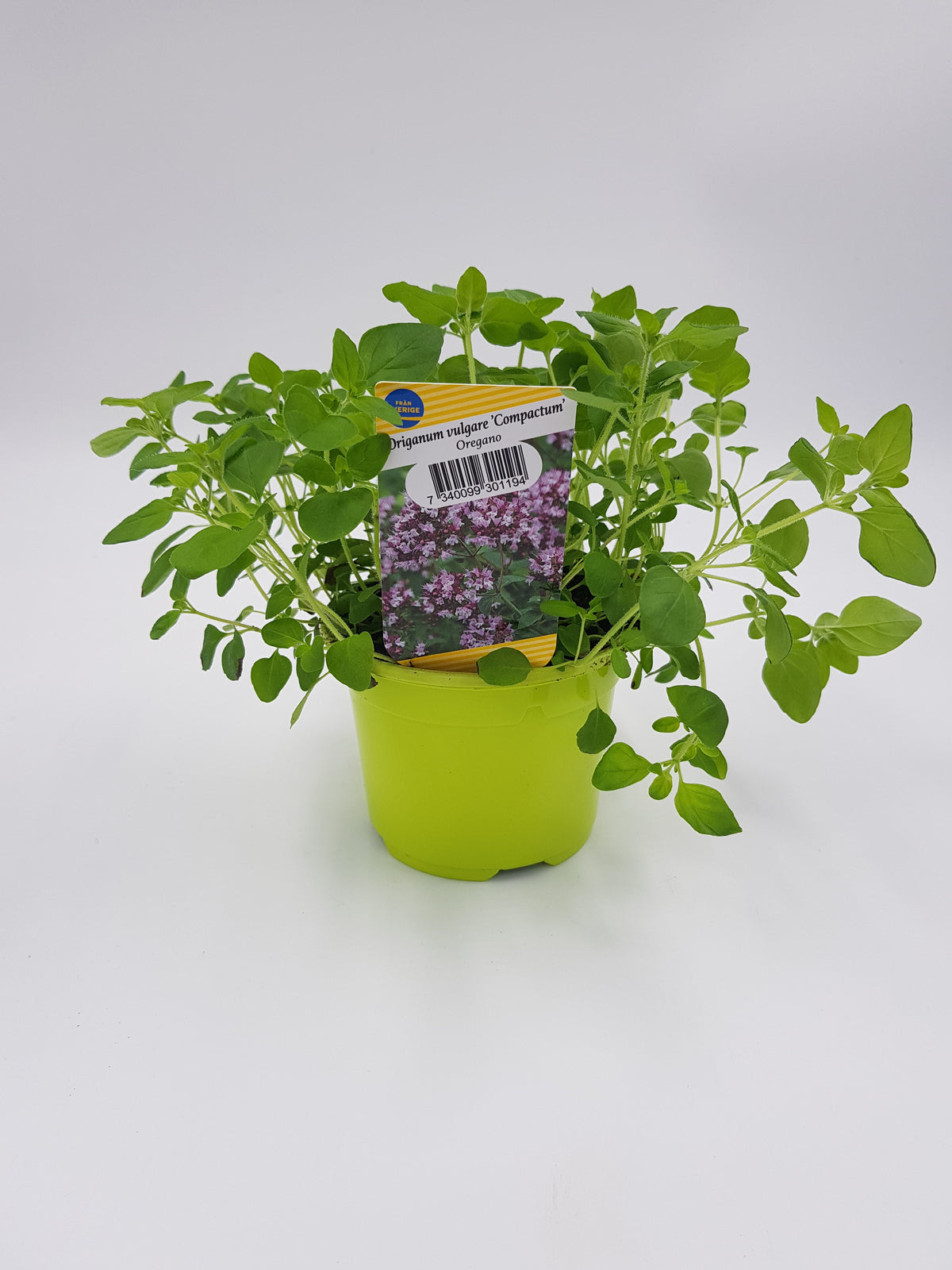 Oregano