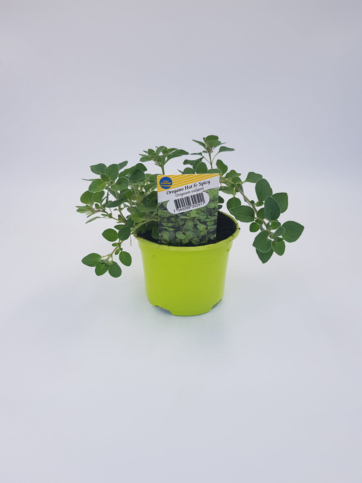 Oregano hot & spicy