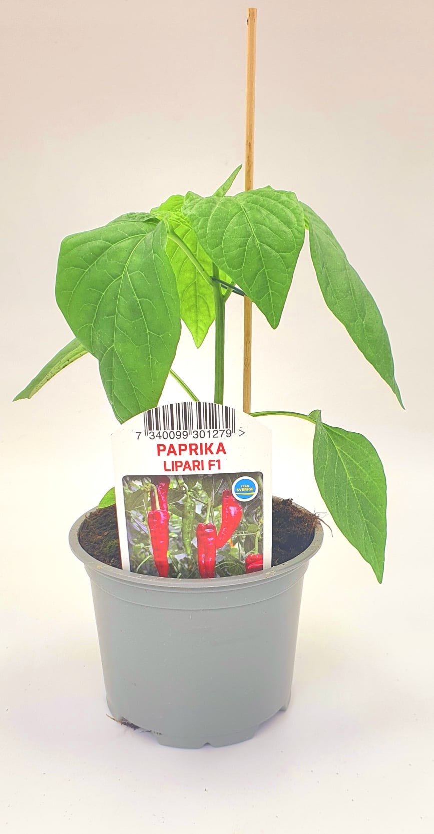 Paprika Lipari