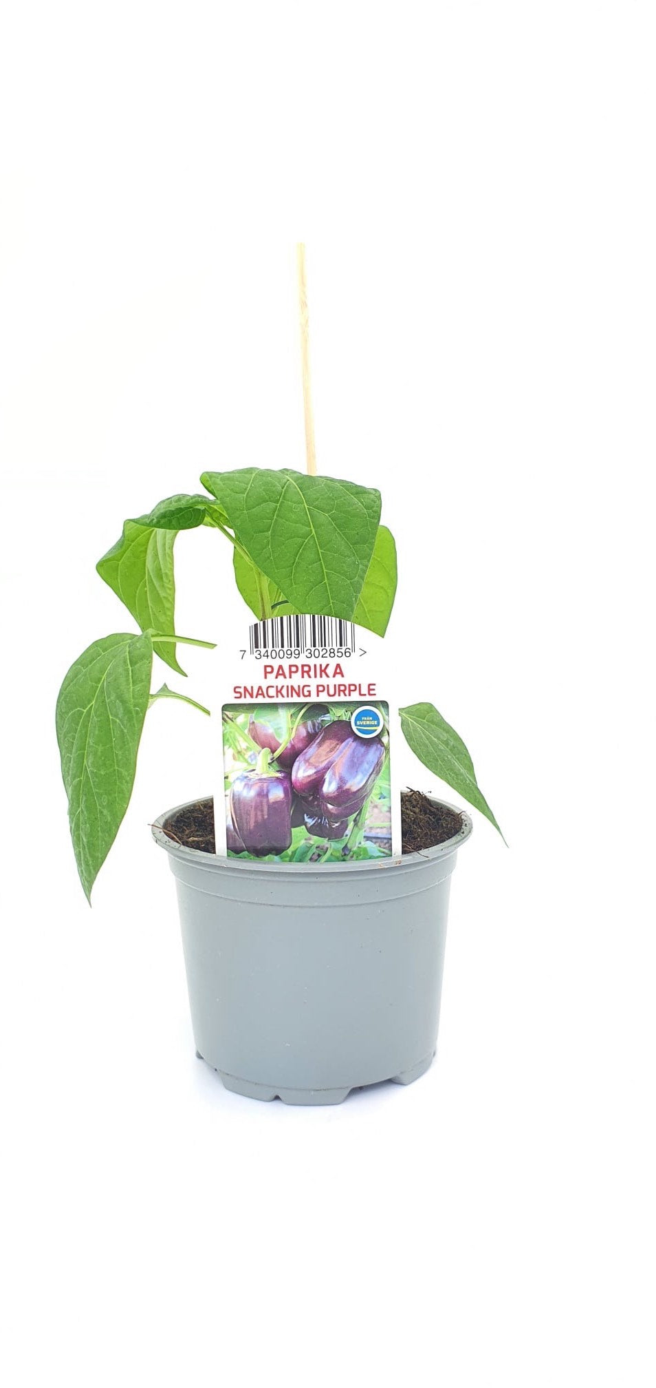 Paprika Snacking Purpel