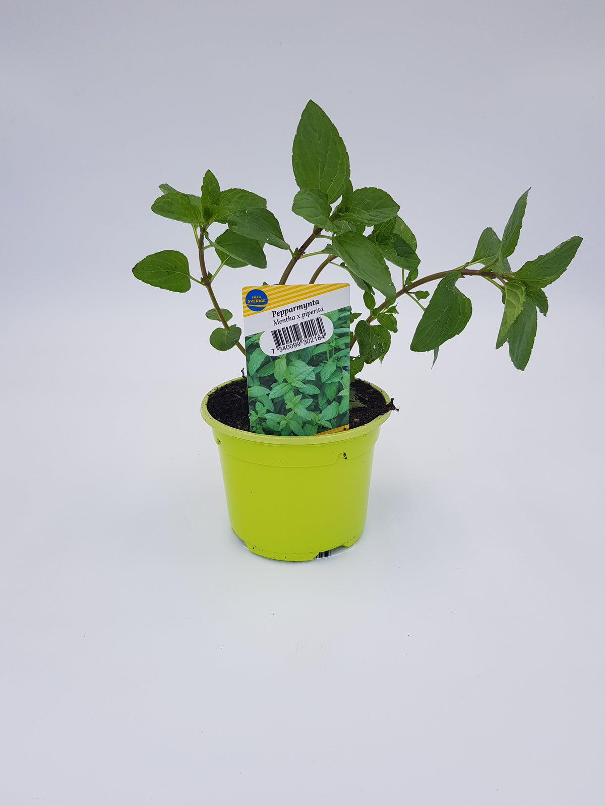Pepparmynta