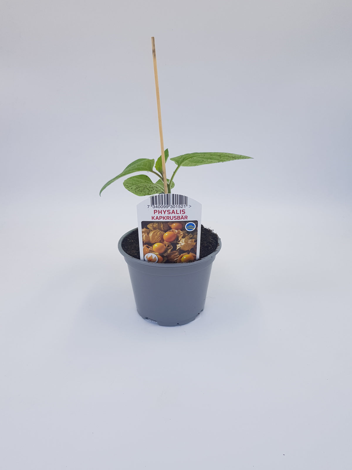 Physalis