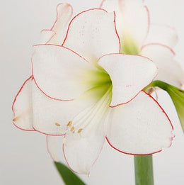 Hippeastrum Picasso 2-3 kn.