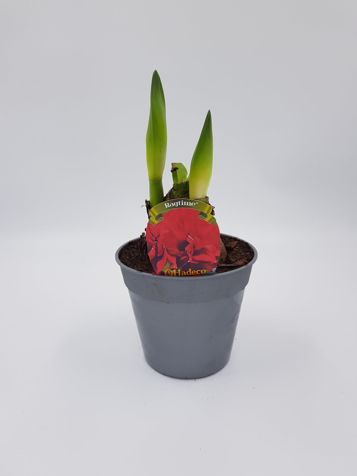 Hippeastrum Ragtime 2-3 kn.