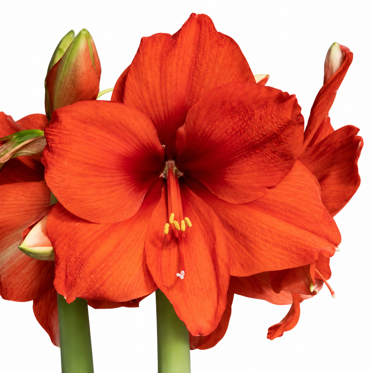 Hippeastrum x hortorum Red Victory jumbo