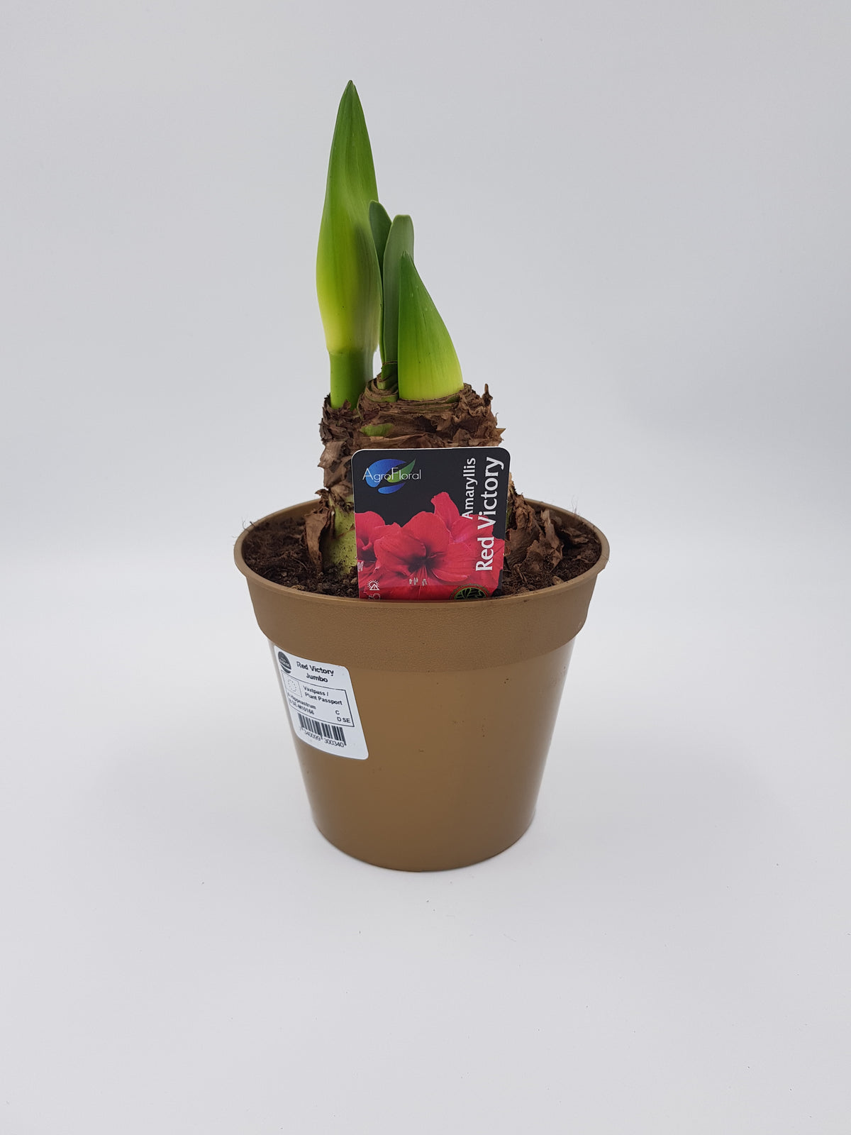 Hippeastrum Red Victory 2-3 kn