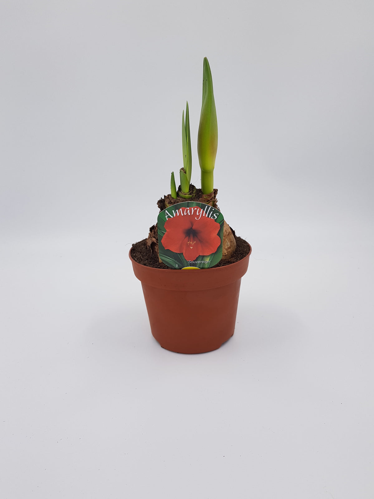 Hippeastrum Röd 2 kn.