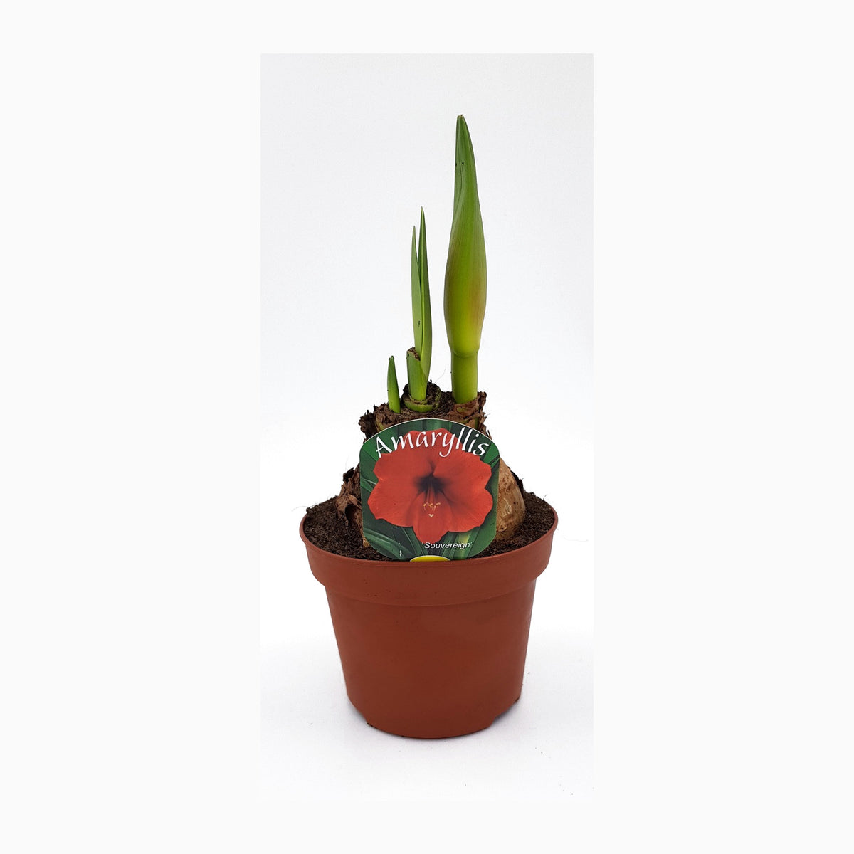 Hippeastrum Röd 2 kn.