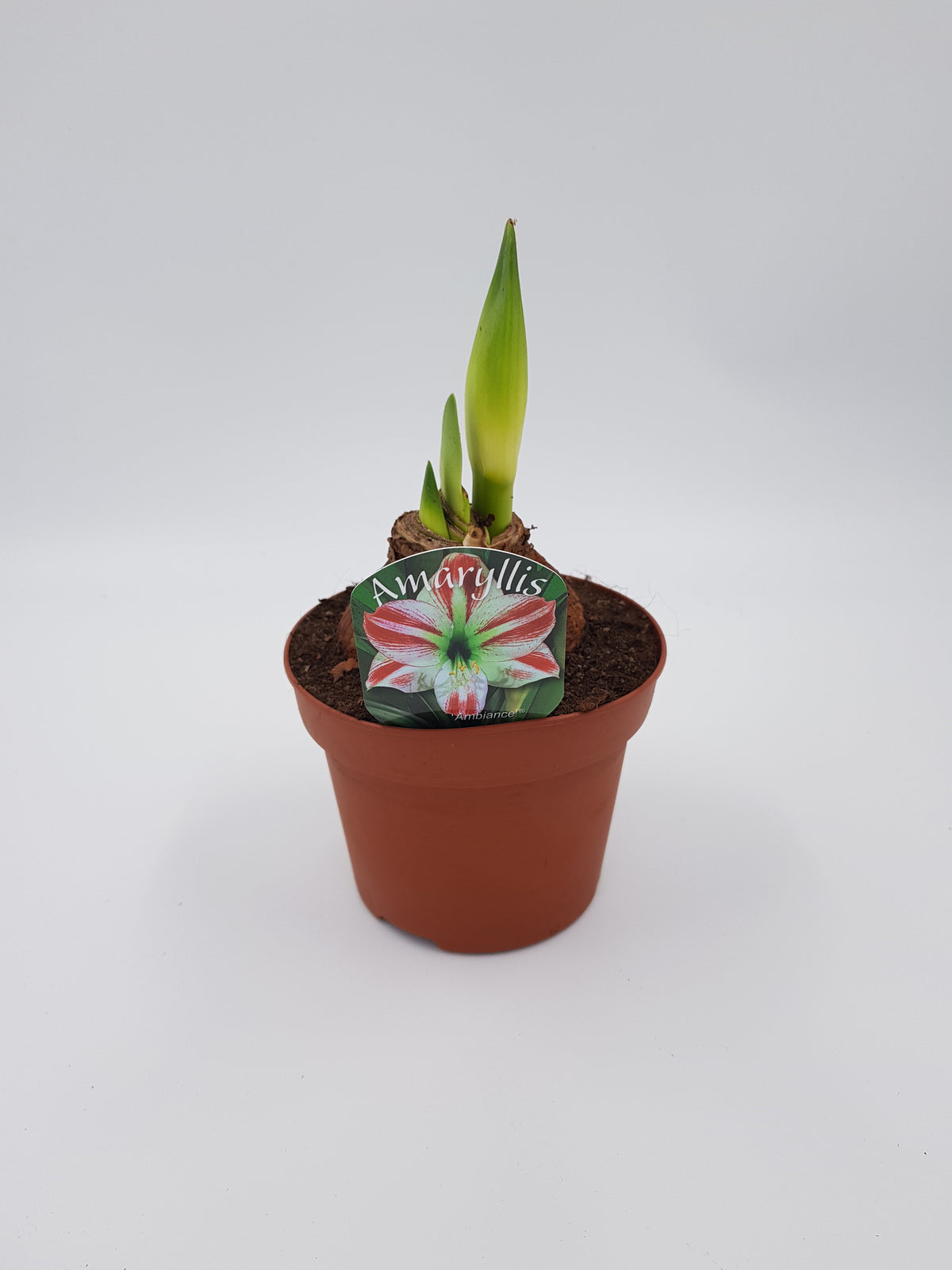 Hippeastrum Rödvita 2 kn.