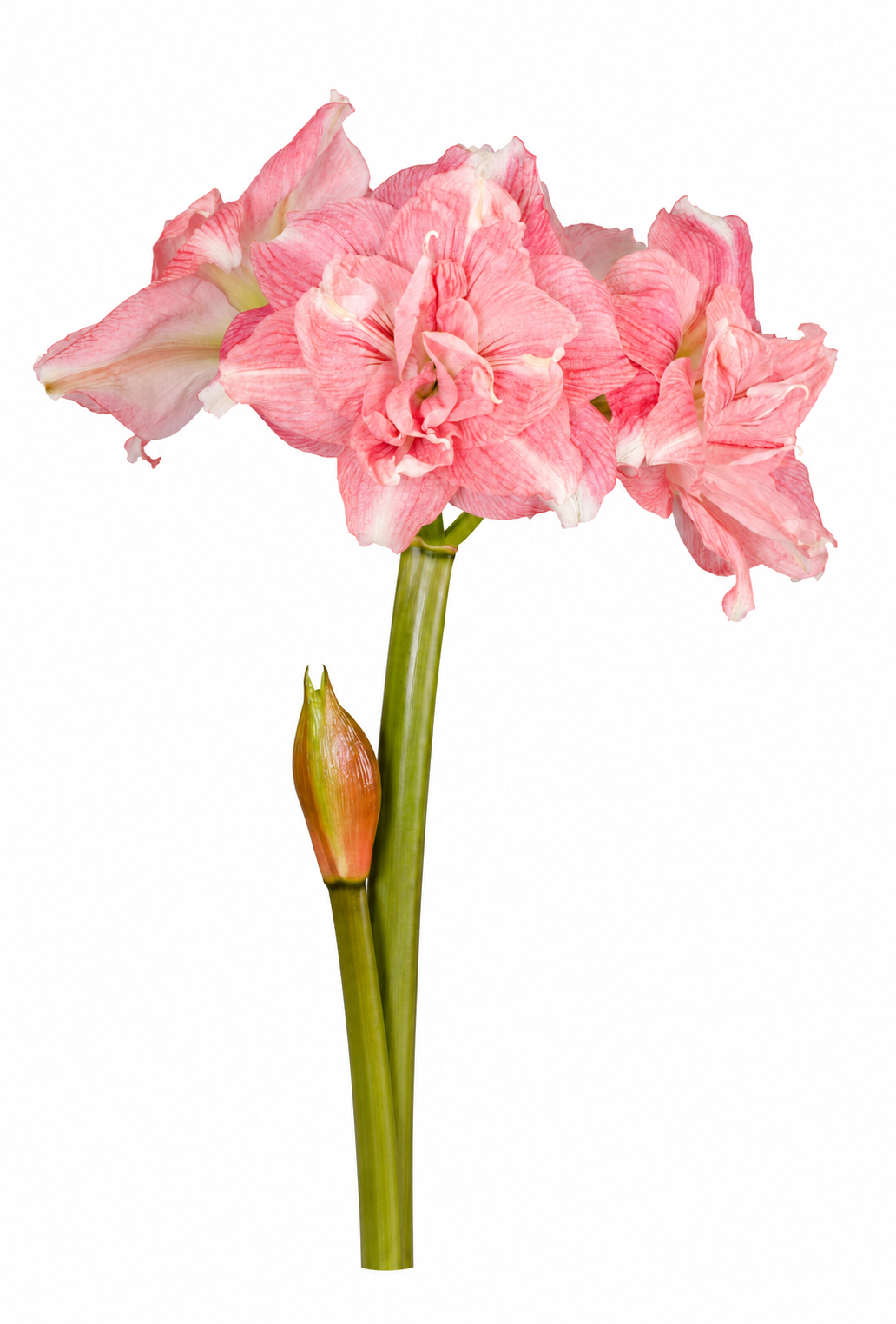 Hippeastrum Rozetta 2-3 kn.