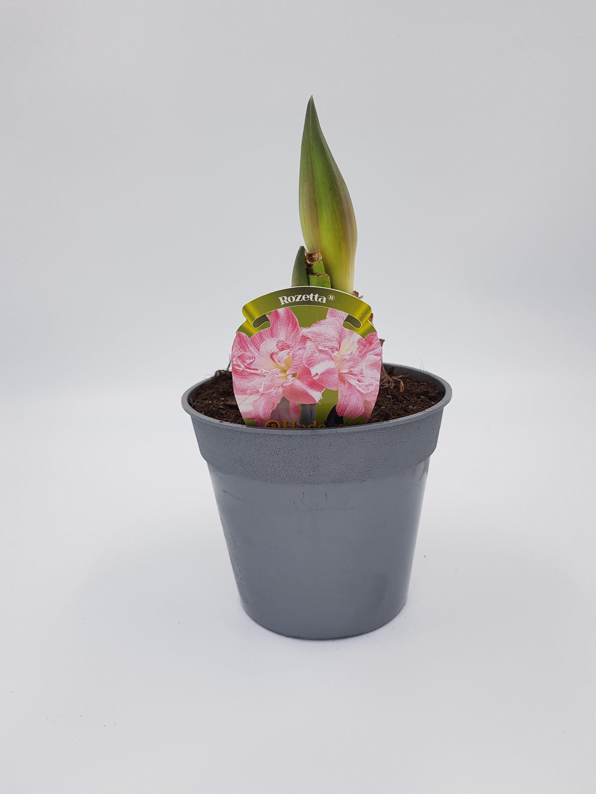 Hippeastrum Rozetta 2-3 kn.