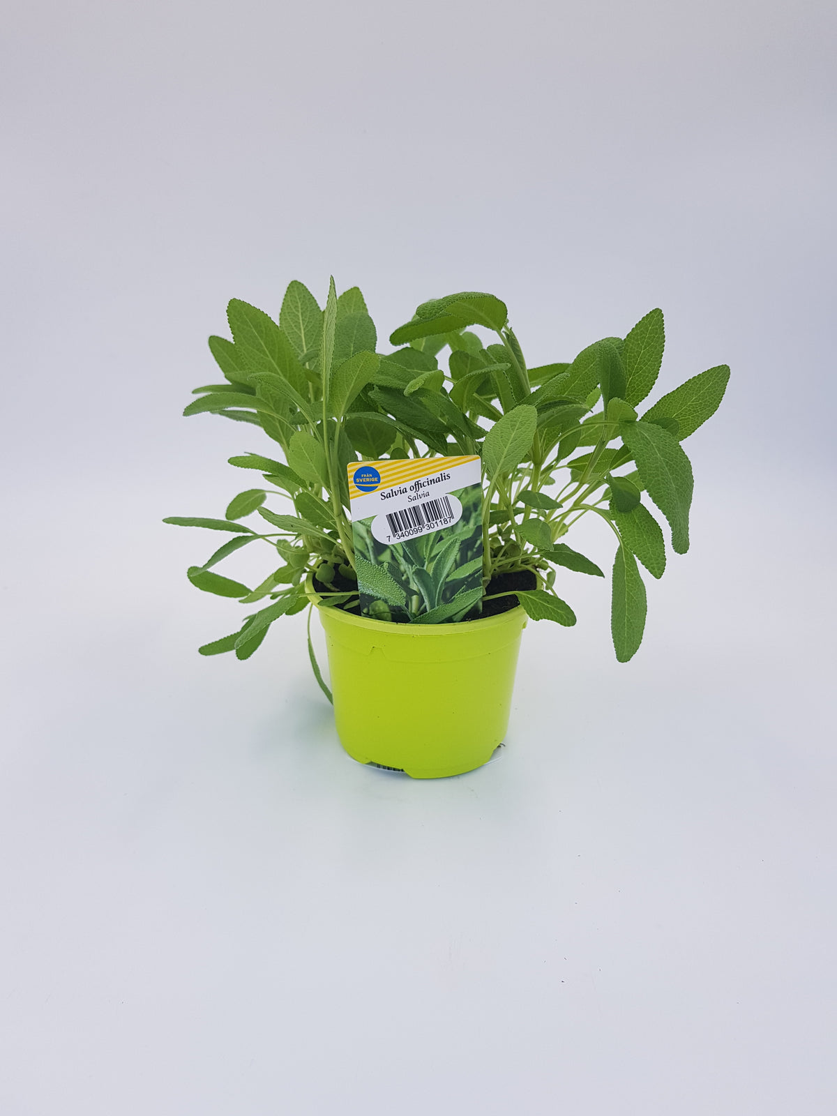 Salvia