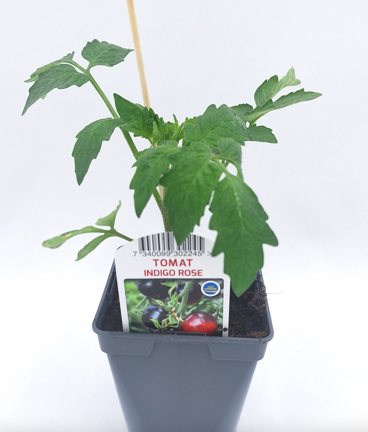 Tomat Indigo Rose
