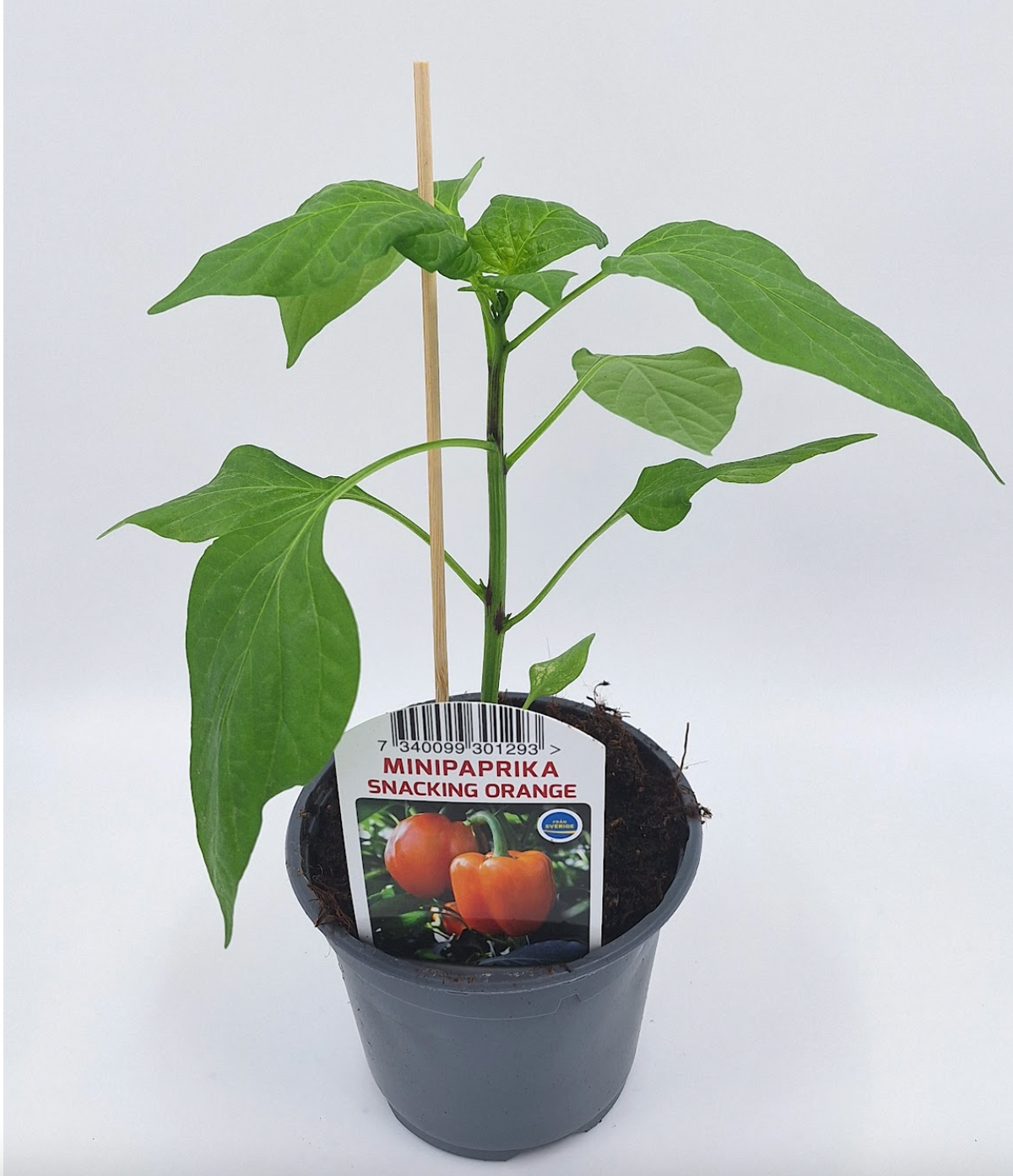 Paprika Orange mini