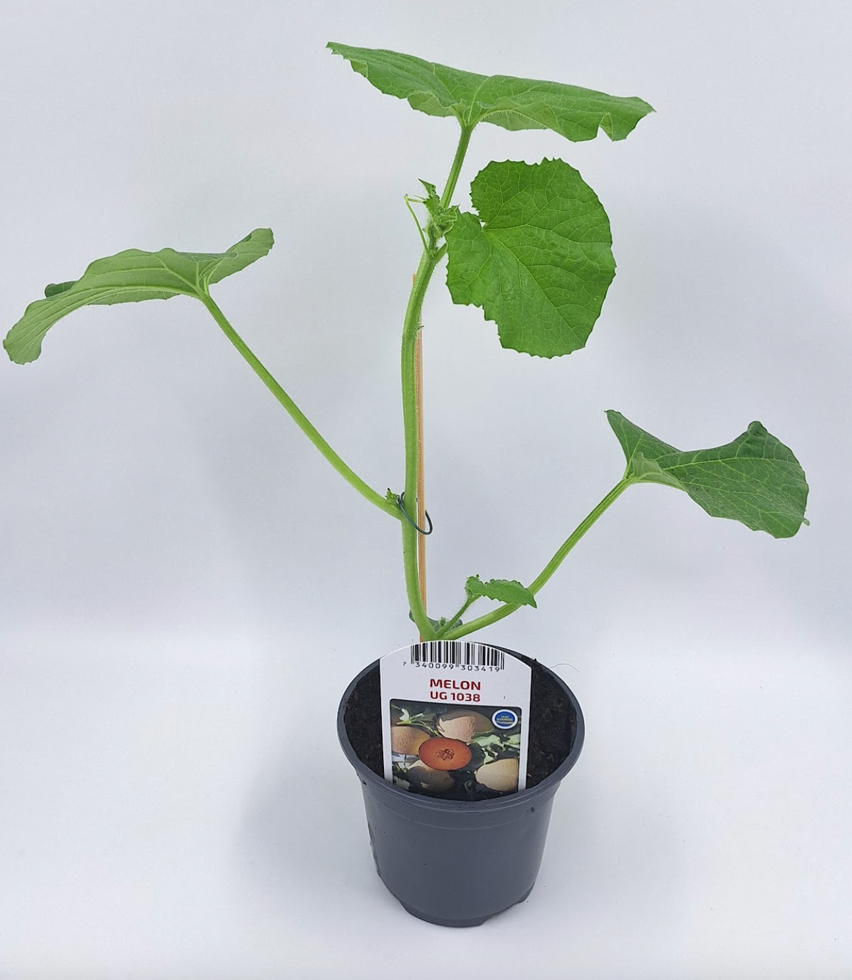 Nätmelon UG 1038