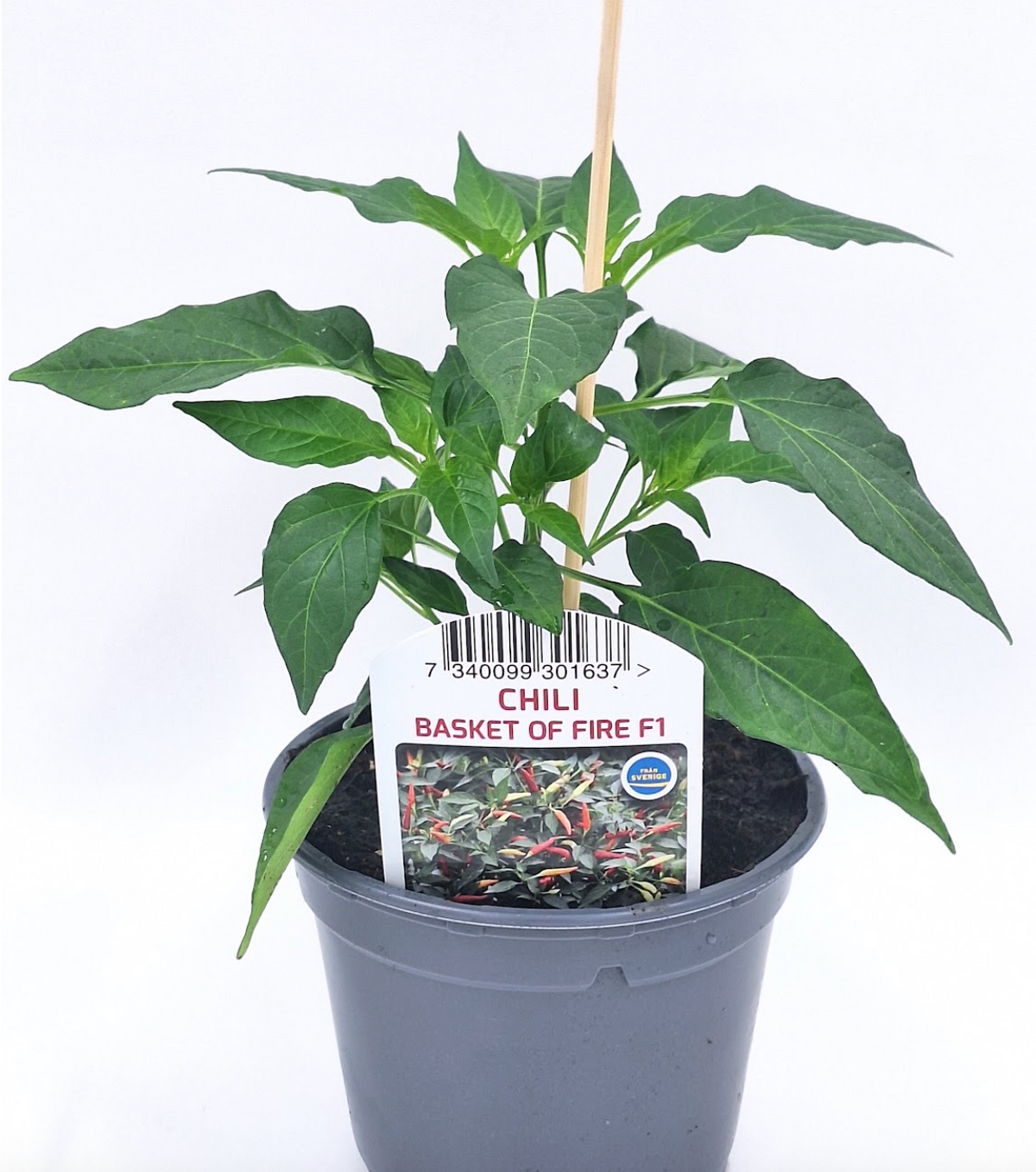 Chilipeppar Basket of Fire