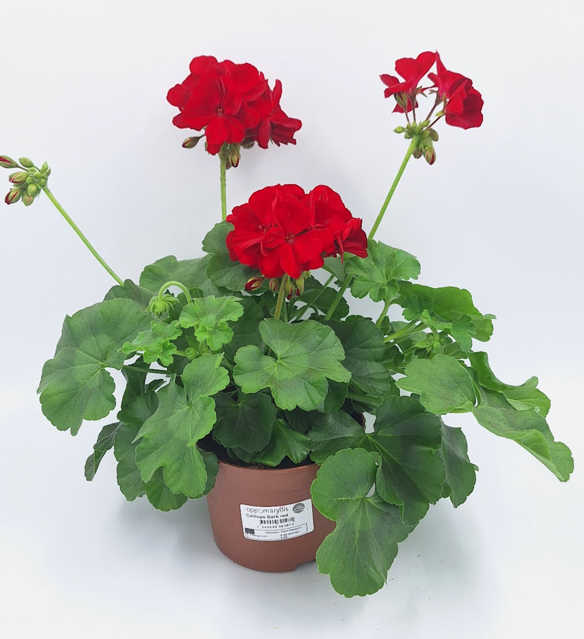 Calliope Dark Red