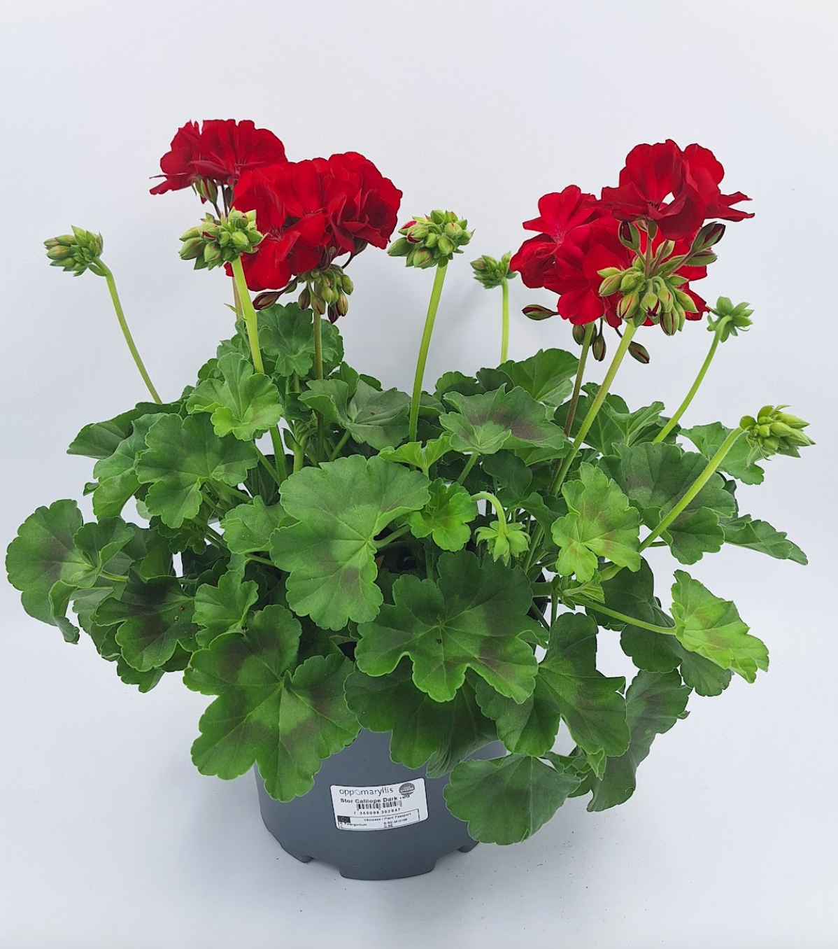 Calliope Dark red stor