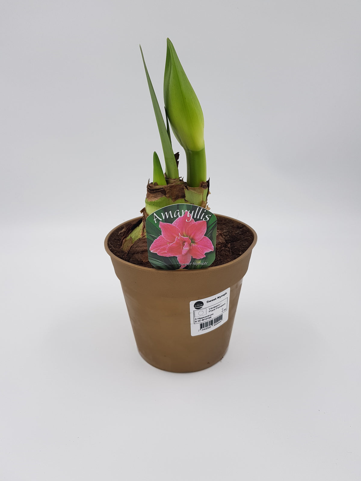 Hippeastrum Pretty Nymph jumbo