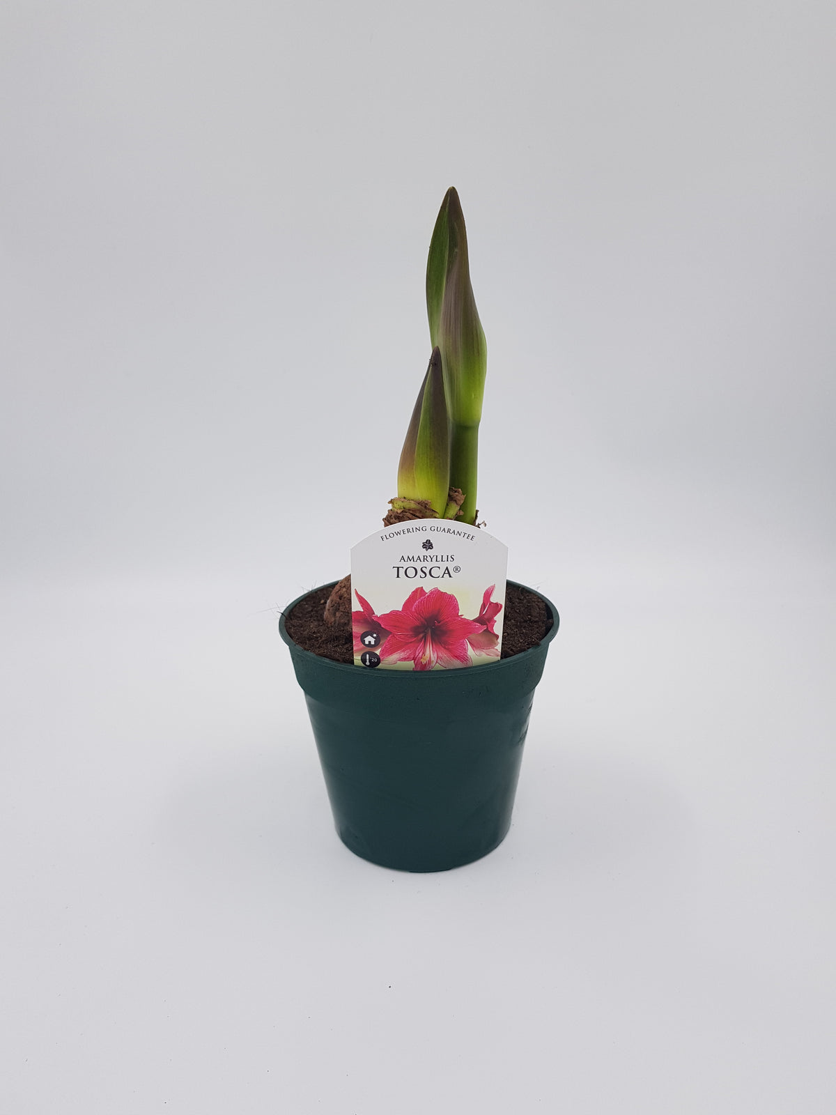 Hippeastrum Tosca