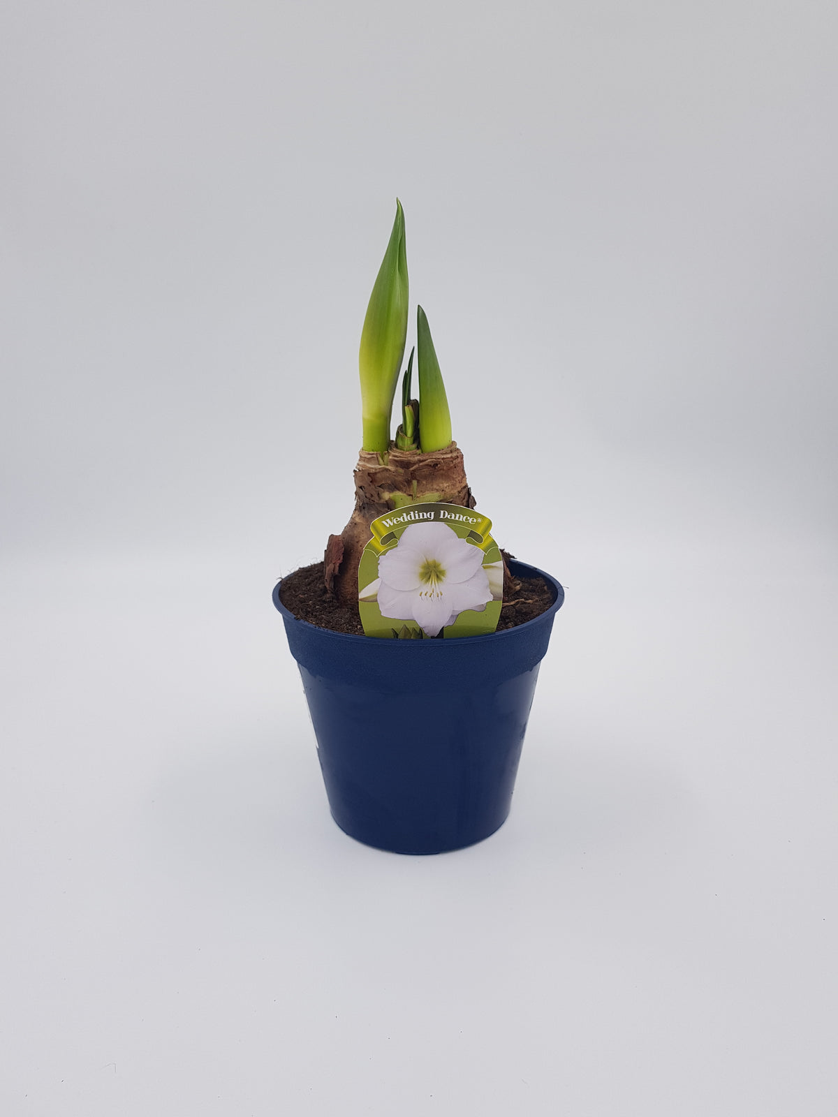 Hippeastrum Vit 2 kn.