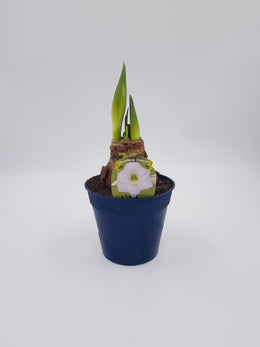 Hippeastrum Vit- Denver White Candel Wedding dance 2 kn.