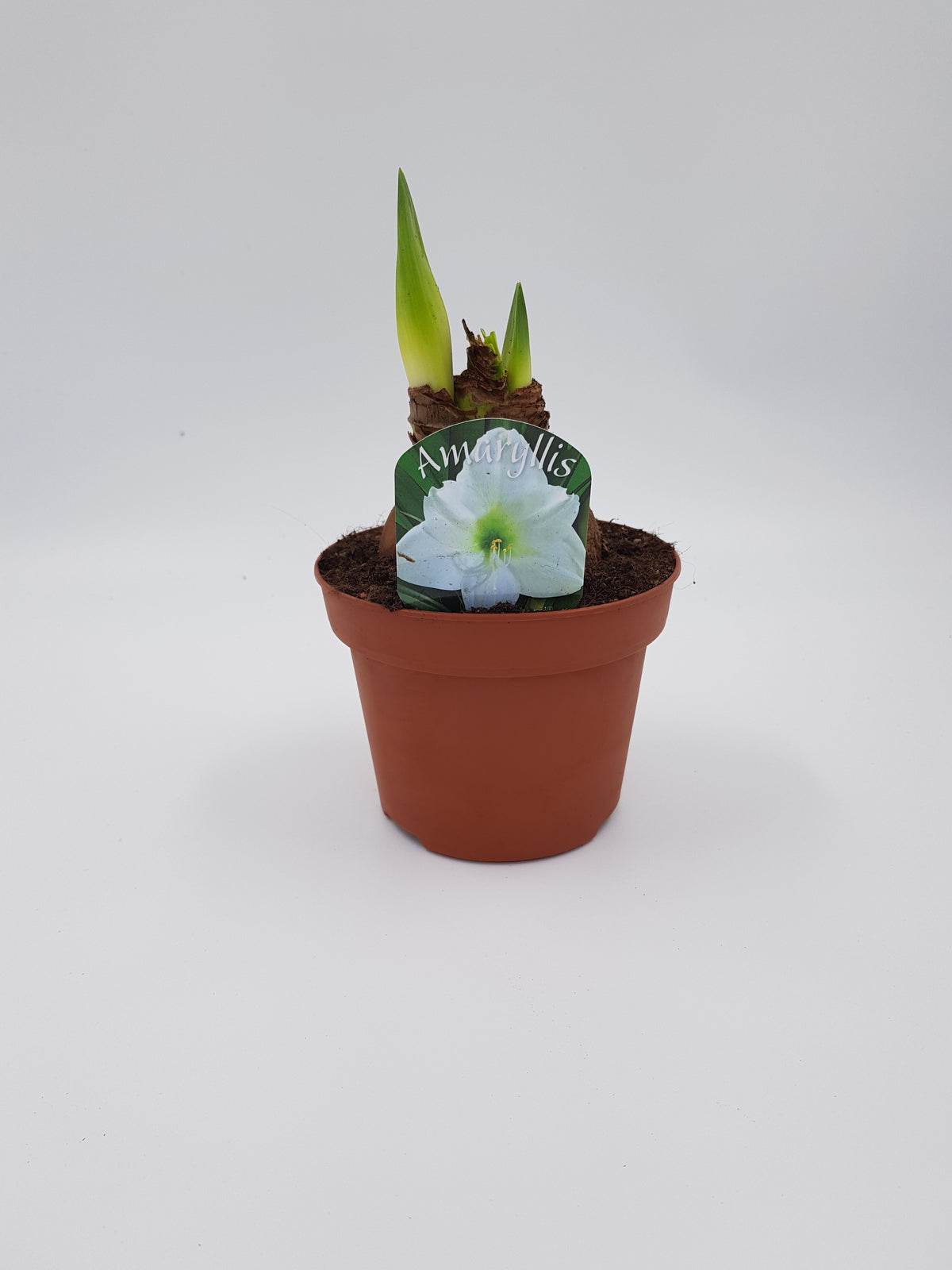 Hippeastrum Vit 2 kn.
