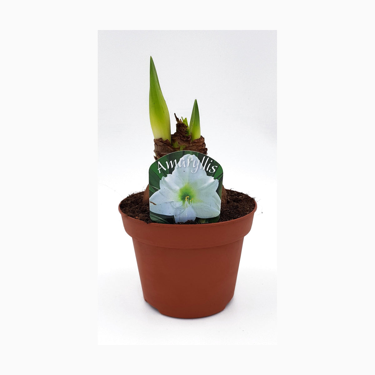 Hippeastrum Vit 2 kn.