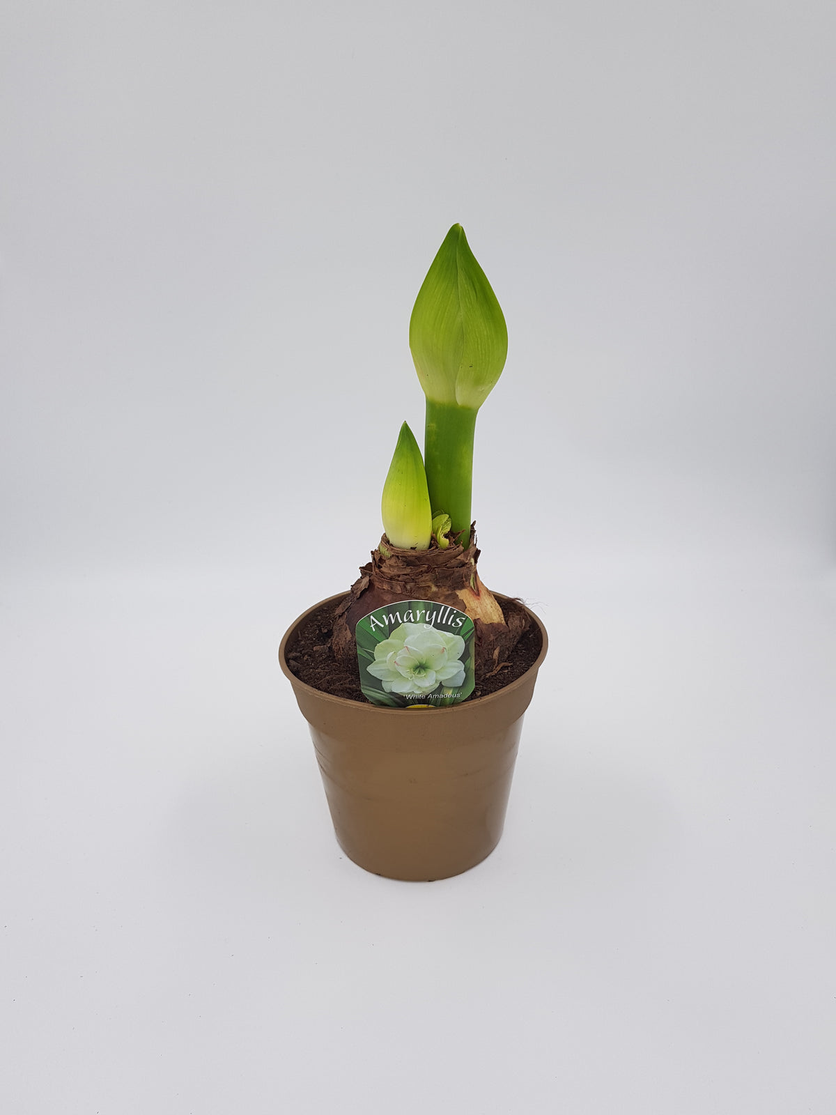 Hippeastrum x hortorum White Amadeus jumbo