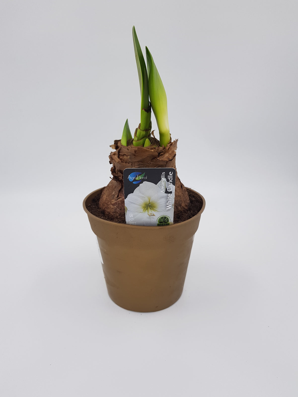 Hippeastrum White Candel