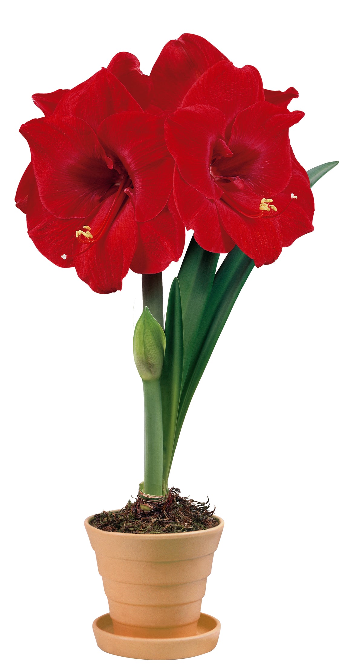 Hippeastrum Merry Christmas 2-3 kn.