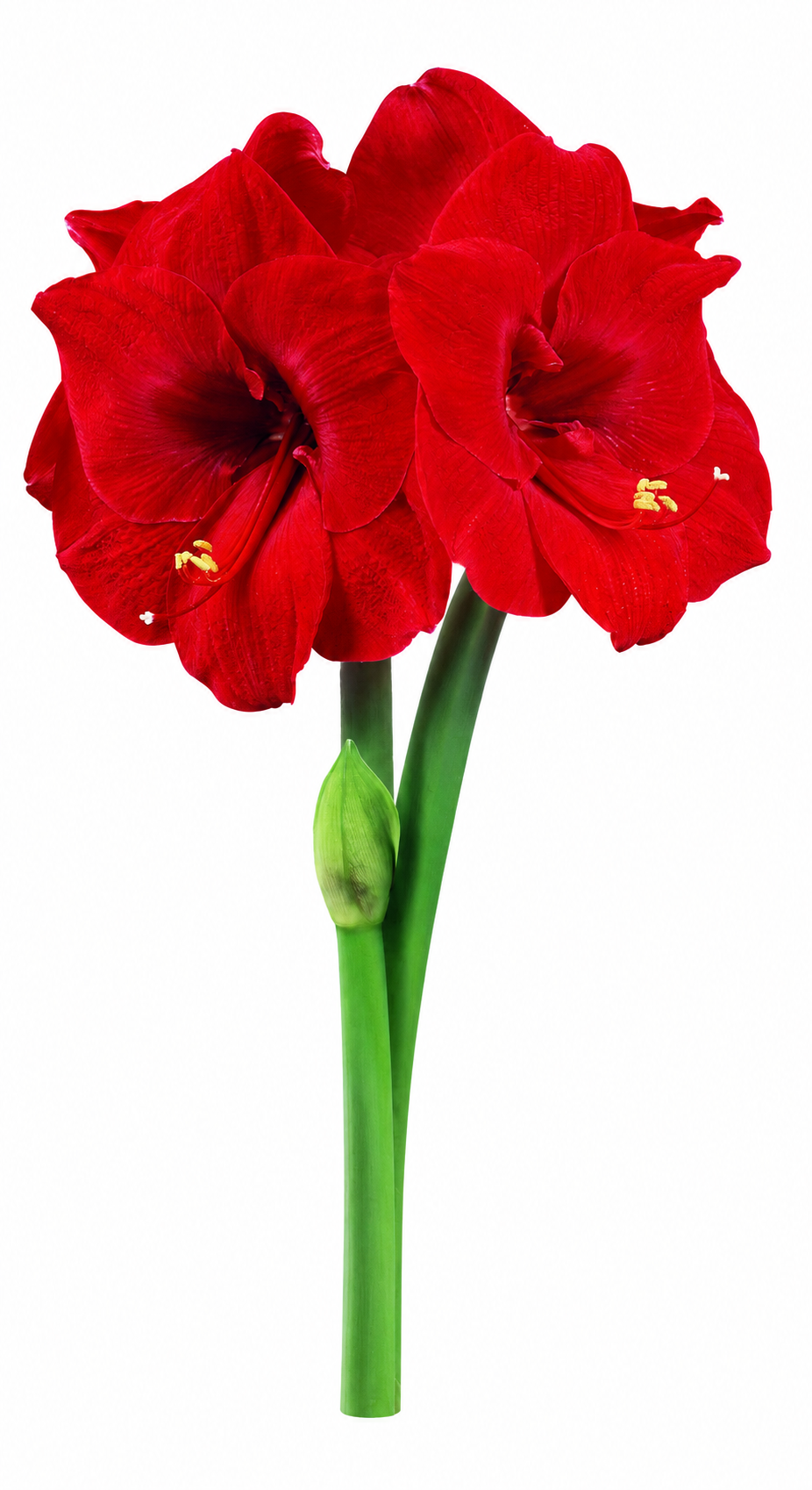 Hippeastrum Merry Christmas 2-3 kn.