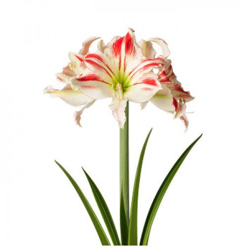Hippeastrum Amorice 2-3 kn.