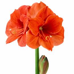 Hippeastrum Röd 2 kn.