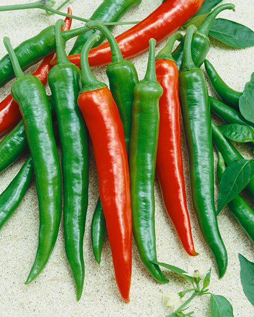 Paprika & Chilipeppar