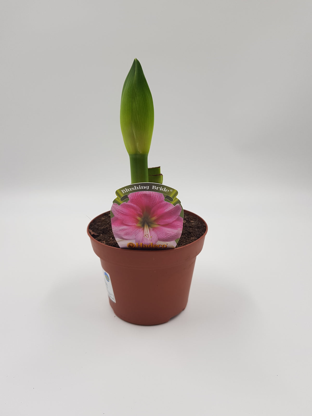 Hippeastrum Rosa 2 kn.