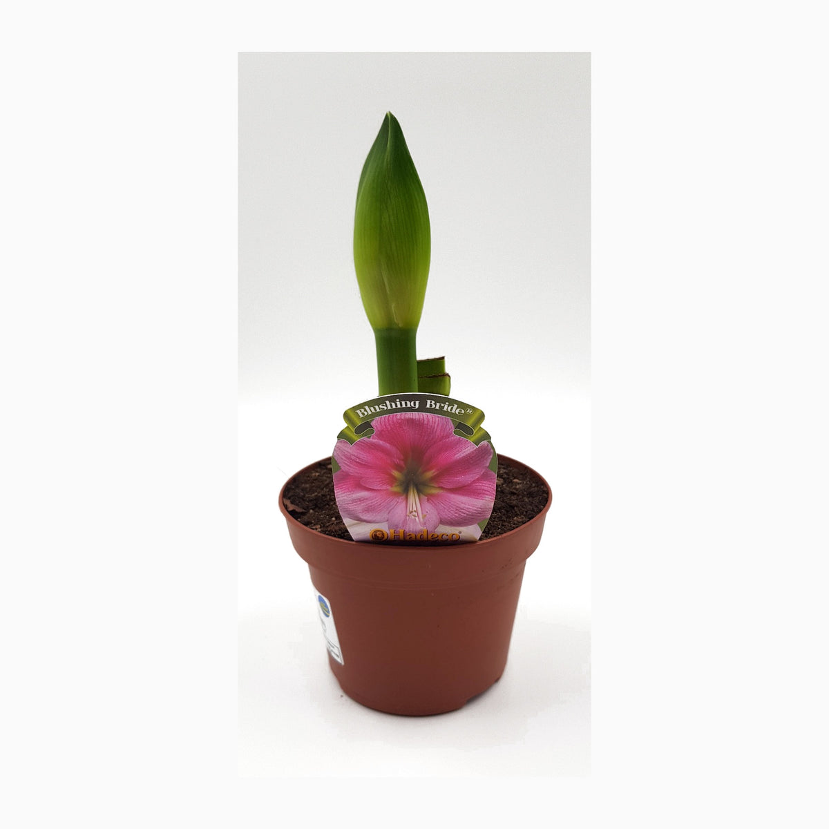 Hippeastrum Rosa 2 kn.