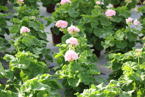 Sommarblommor