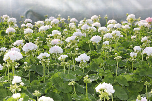 Sommarblommor